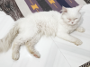 Semi punch face Persian cat adult male.
